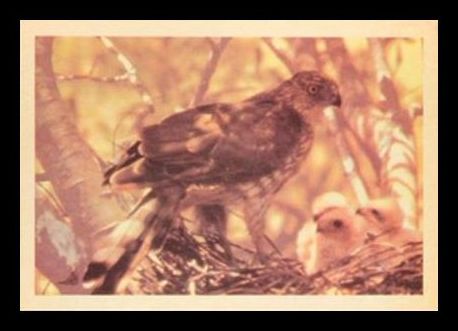 57PB 1957 Premiere Birds Cooper's Hawk